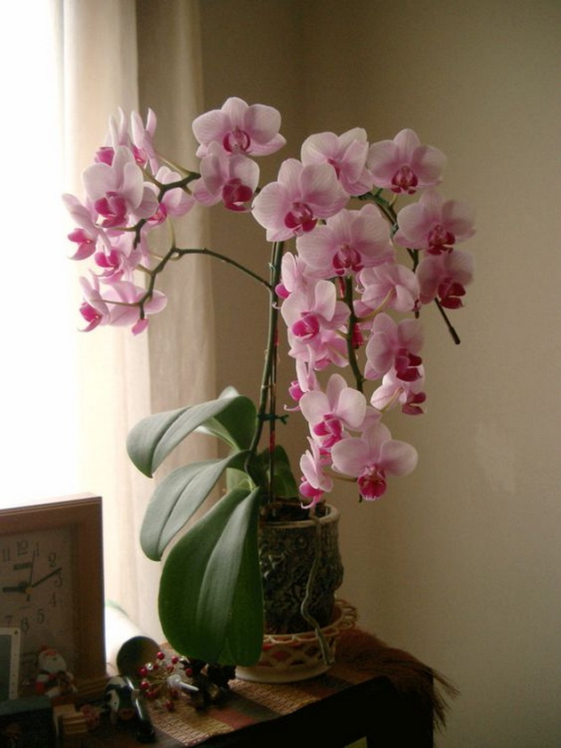 koja-poraka-ja-upatuvate-ako-nekomu-podarite-orhideja-05.jpg