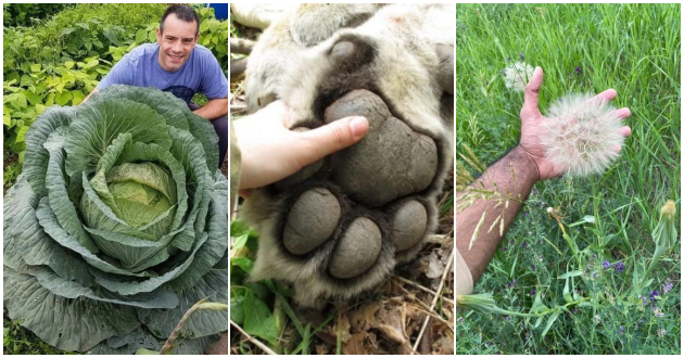 zelka-od-30kg-ogromno-gluvarche-10-raboti-koi-kje-ve-zaprepastat-so-goleminata-01.jpg