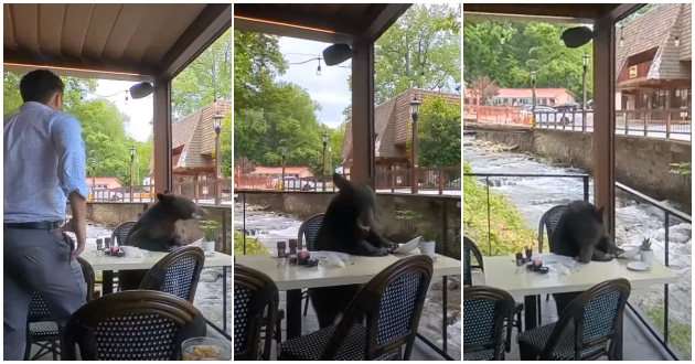 pozitiva-na-denot-mechka-vleze-vo-restoran-i-si-sedna-na-masa-da-jade-video-01.jpg