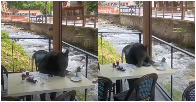 pozitiva-na-denot-mechka-vleze-vo-restoran-i-si-sedna-na-masa-da-jade-video-025.jpg