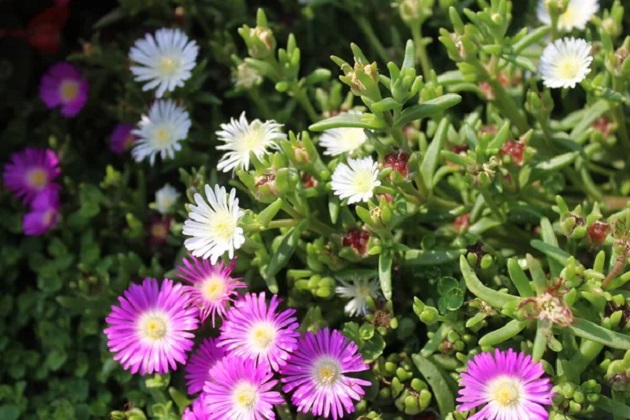 soveti-kako-da-se-grizhite-za-pustinska-ruzha-delosperma-cooperi-rastenie-pogodno-za-sonchevi-pozicii-02.jpg