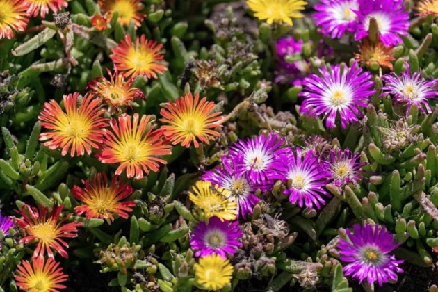 soveti-kako-da-se-grizhite-za-pustinska-ruzha-delosperma-cooperi-rastenie-pogodno-za-sonchevi-pozicii-03.jpg