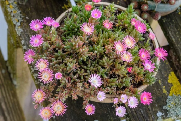 soveti-kako-da-se-grizhite-za-pustinska-ruzha-delosperma-cooperi-rastenie-pogodno-za-sonchevi-pozicii-04.jpg