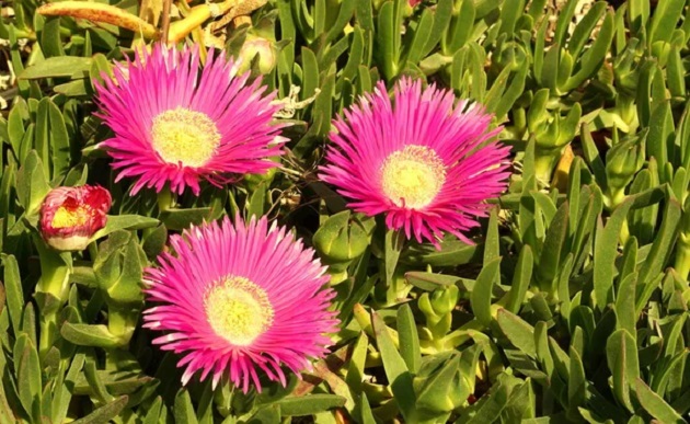 soveti-kako-da-se-grizhite-za-pustinska-ruzha-delosperma-cooperi-rastenie-pogodno-za-sonchevi-pozicii-05.jpg