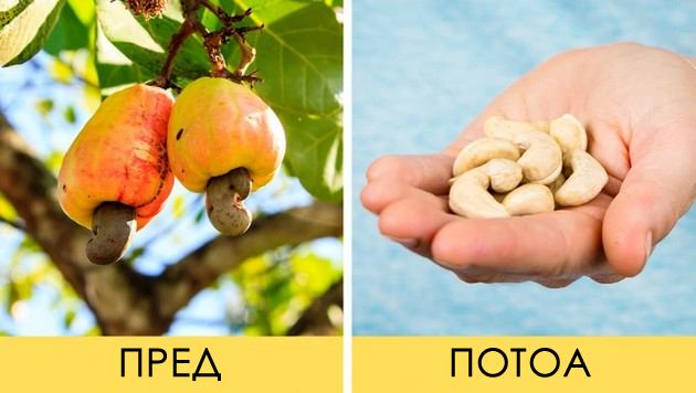 kako-izgledaat-produktite-shto-gi-koristime-sekojdnevno-pred-da-se-najdat-vo-prodavnica-08.jpg