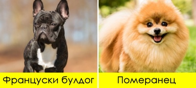 koi-rasi-na-kuchinja-najchesto-dobivaat-toploten-udar-spored-veterinar-povekje.jpg