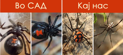 kako-da-prepoznaete-pajak-crna-vdovica-i-koi-se-prvite-simptomi-deka-ste-bile-kasnati-povekje-01.jpg