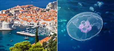 moreto-vo-hrvatska-preplaveno-so-meduzi-shto-ne-smeete-da-napravite-ako-ve-opechat-povekje-01.jpg