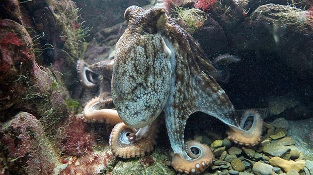 shimpanzo-gavran-koi-se-najinteligentnite-zhivotni-na-planetata-07.JPG