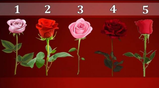 test-na-lichnosta-rozata-shto-kje-ja-odberete-otkriva-dali-kje-vi-se-ispolni-najgolemata-zhelba-02.jpg