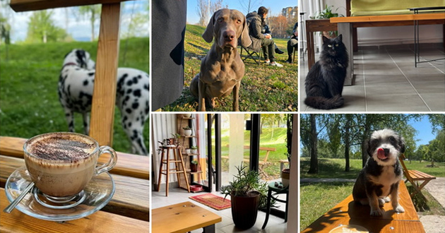 lokal-vo-karposh-4-kade-mozhete-da-ispiete-labavo-kafe-vo-trevnik-so-hamoci-i-pet-frendli-01.jpg