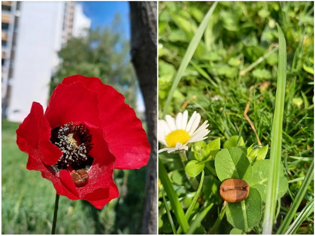 lokal-vo-karposh-4-kade-mozhete-da-ispiete-labavo-kafe-vo-trevnik-so-hamoci-i-pet-frendli-02.jpg
