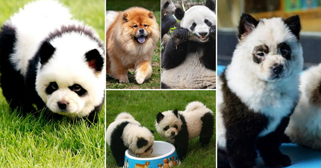 panda-kuchinjata-od-kina-go-zachudija-svetot-no-dali-navistina-se-hibrid-pomegju-panda-i-kuche-01.jpg