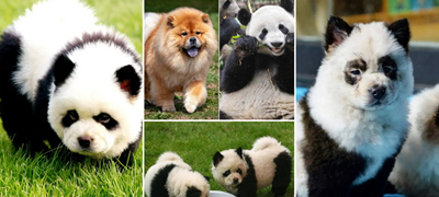 panda-kuchinjata-od-kina-go-zachudija-svetot-no-dali-navistina-se-hibrid-pomegju-panda-i-kuche-01povekje.jpg
