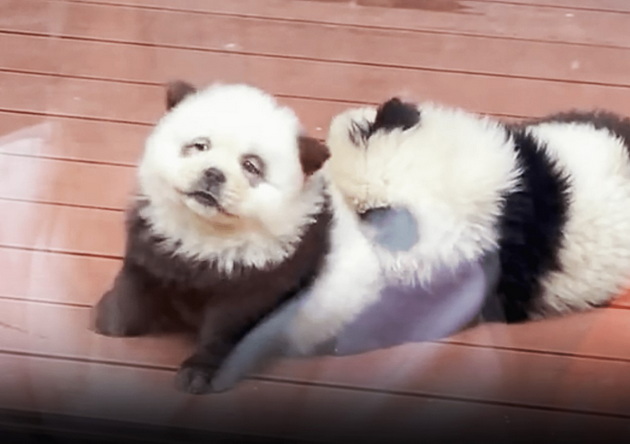 panda-kuchinjata-od-kina-go-zachudija-svetot-no-dali-navistina-se-hibrid-pomegju-panda-i-kuche-02.jpg