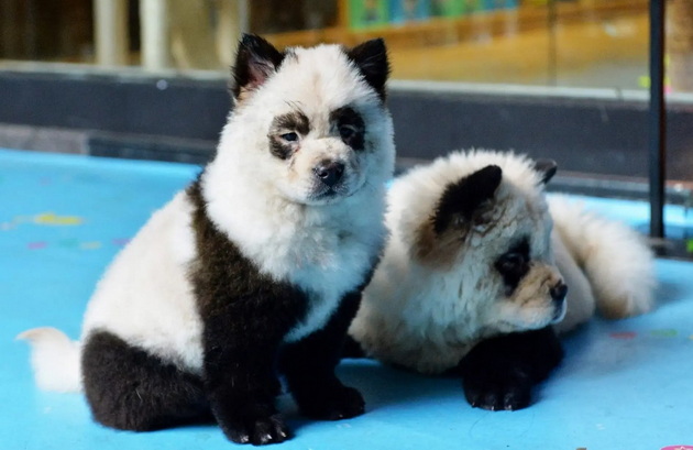 panda-kuchinjata-od-kina-go-zachudija-svetot-no-dali-navistina-se-hibrid-pomegju-panda-i-kuche-04.jpg