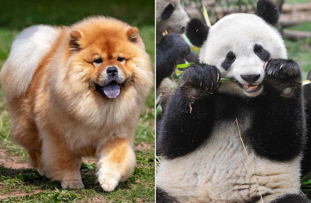 panda-kuchinjata-od-kina-go-zachudija-svetot-no-dali-navistina-se-hibrid-pomegju-panda-i-kuche-06.jpg