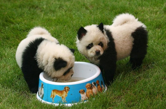 panda-kuchinjata-od-kina-go-zachudija-svetot-no-dali-navistina-se-hibrid-pomegju-panda-i-kuche-07.jpg