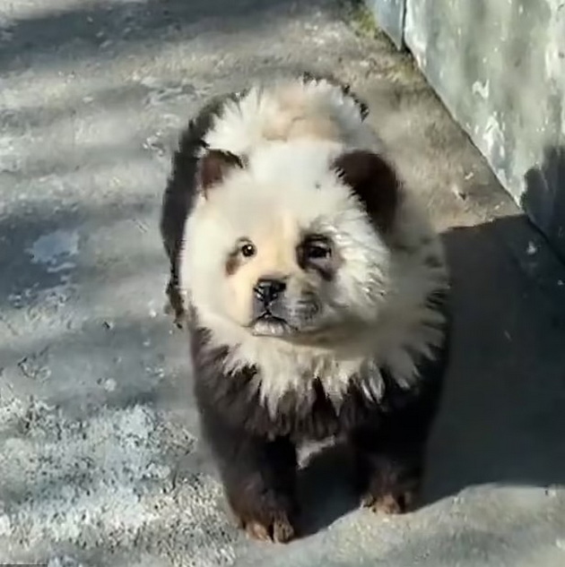 panda-kuchinjata-od-kina-go-zachudija-svetot-no-dali-navistina-se-hibrid-pomegju-panda-i-kuche-09.jpg