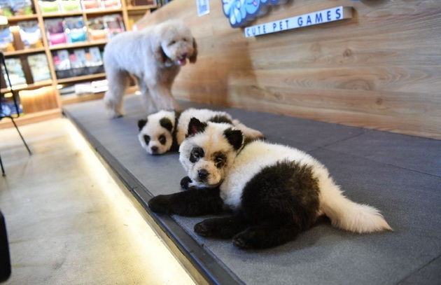 panda-kuchinjata-od-kina-go-zachudija-svetot-no-dali-navistina-se-hibrid-pomegju-panda-i-kuche-10.jpg