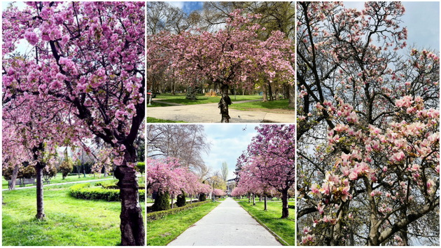 rozova-bajka-rascvetaa-japonskite-creshi-vo-gradskiot-park-vo-skopje-foto-01.jpg