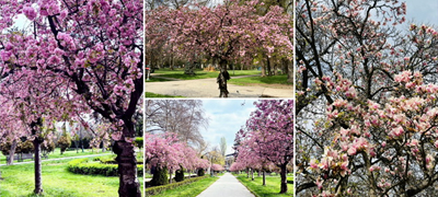 rozova-bajka-rascvetaa-japonskite-creshi-vo-gradskiot-park-vo-skopje-foto-01povekje.jpg