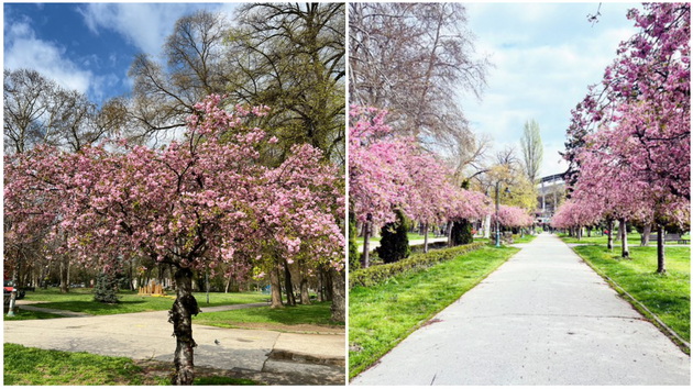 rozova-bajka-rascvetaa-japonskite-creshi-vo-gradskiot-park-vo-skopje-foto-02.jpg