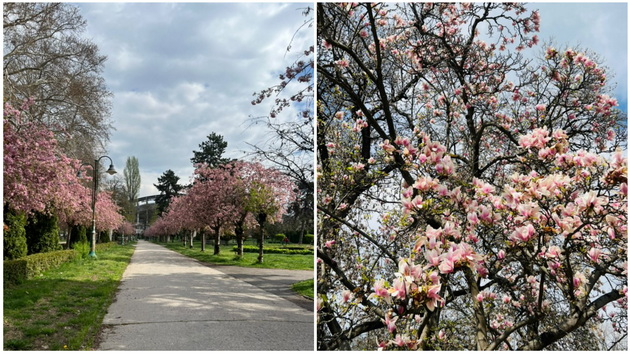 rozova-bajka-rascvetaa-japonskite-creshi-vo-gradskiot-park-vo-skopje-foto-03.jpg