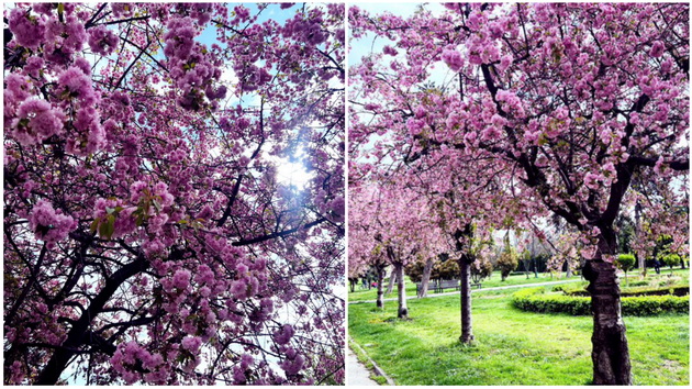 rozova-bajka-rascvetaa-japonskite-creshi-vo-gradskiot-park-vo-skopje-foto-04.jpg