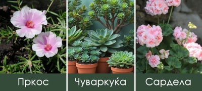 5-rastenija-idealni-za-na-balkon-uspevaat-i-na-sonce-i-na-senka-a-ne-baraat-golema-grizha--povekje.jpg