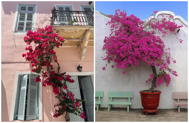 5-rastenija-idealni-za-na-balkon-uspevaat-i-na-sonce-i-na-senka-a-ne-baraat-golema-grizha-05.jpg