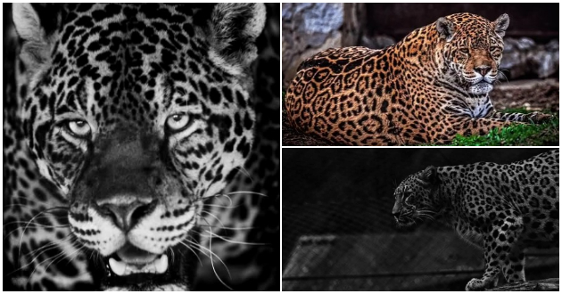 tazhen-den-vo-skopje-zoo-od-kancer-pochina-jaguarkata-ines-01.jpg