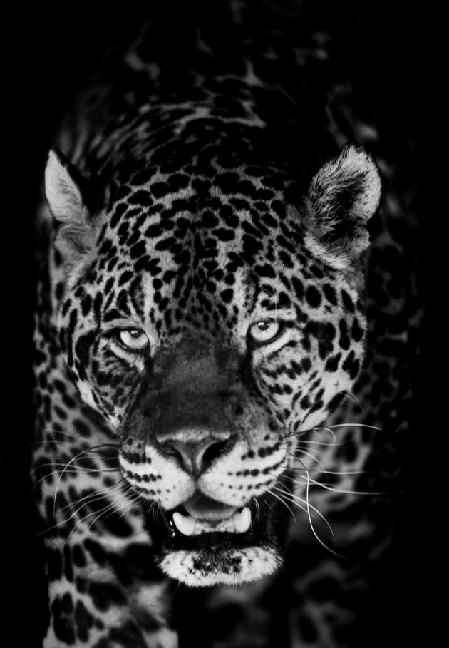 tazhen-den-vo-skopje-zoo-od-kancer-pochina-jaguarkata-ines-02.jpg