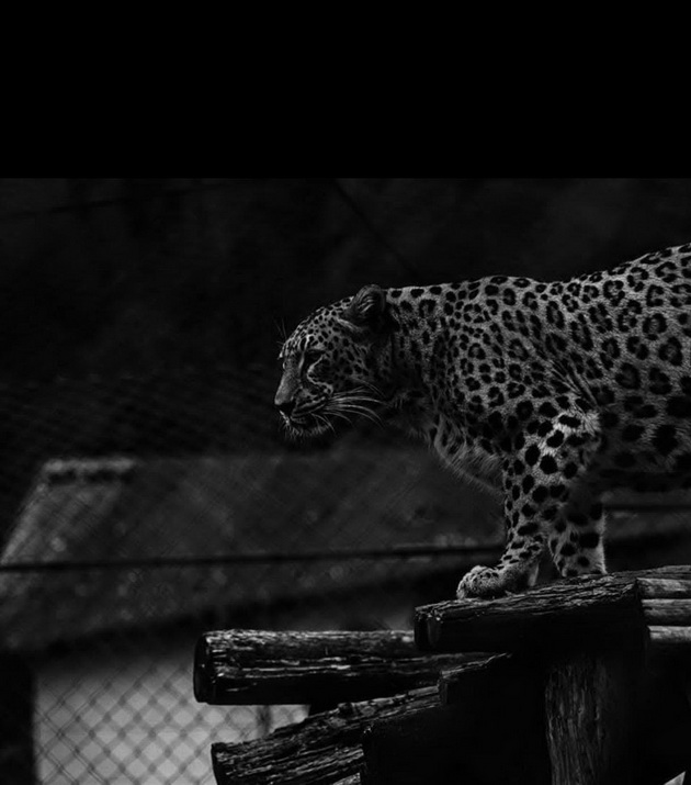 tazhen-den-vo-skopje-zoo-od-kancer-pochina-jaguarkata-ines-03.jpg