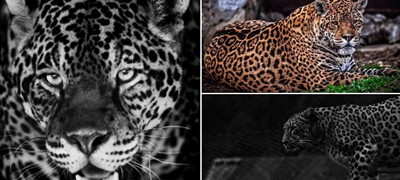 tazhen-den-vo-skopje-zoo-od-kancer-pochina-jaguarkata-ines-poveke-01.jpg