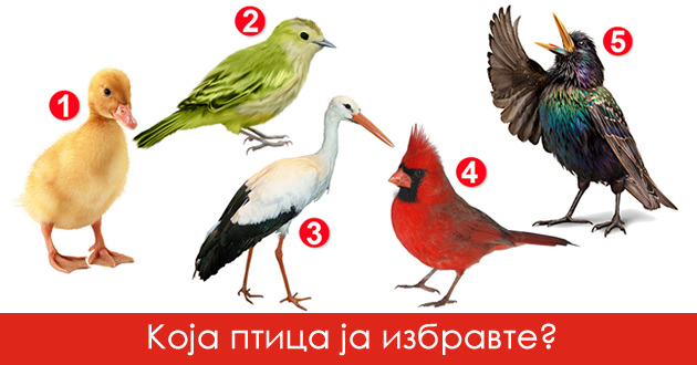 test-na-potsvesta-izberete-edna-ptica-i-doznajte-shto-ve-pravi-posebni-01_copy_copy.jpg