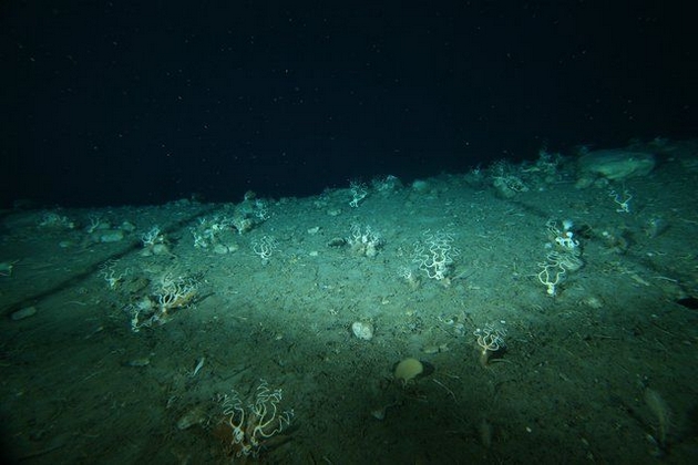 besmrtni-meduzi-ligni-dolgi-13-metri-misterii-vo-okeanite-i-morinjata-koi-doprva-treba-da-gi-reshime-03.JPG