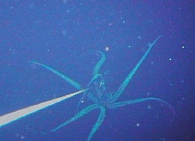 besmrtni-meduzi-ligni-dolgi-13-metri-misterii-vo-okeanite-i-morinjata-koi-doprva-treba-da-gi-reshime-06.JPG