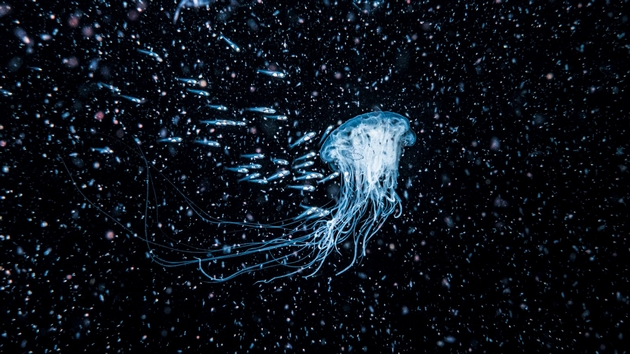 besmrtni-meduzi-ligni-dolgi-13-metri-misterii-vo-okeanite-i-morinjata-koi-doprva-treba-da-gi-reshime-4.JPG