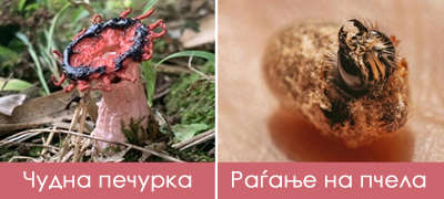 12-foto-dokazi-deka-prirodata-e-vistinsko-chudo-i-lugjeto-ne-mozhat-da-se-merat-so-nea-poveke-01.jpg