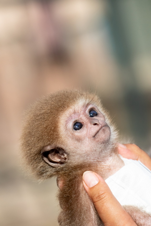 ova-e-ljubov-neguvatelka-vo-zoo-skopje-mu-e-zamenska-majka-na-bebence-majmunche-otfrleno-od-svojata-majka-06.jpg