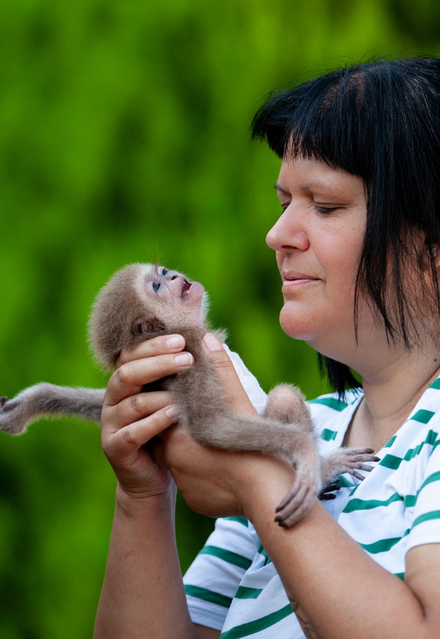 ova-e-ljubov-neguvatelka-vo-zoo-skopje-mu-e-zamenska-majka-na-bebence-majmunche-otfrleno-od-svojata-majka-10.jpg