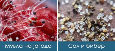 fotki-napraveni-so-mikroskop-shto-kje-vi-go-pokazhat-svetot-od-nova-perspektiva-повекје.jpg