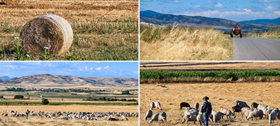 makedonijo-ubava-si-zlatnite-polinja-na-patot-nakaj-kochani-se-raj-za-ochi-i-dusha-01povekje.jpg