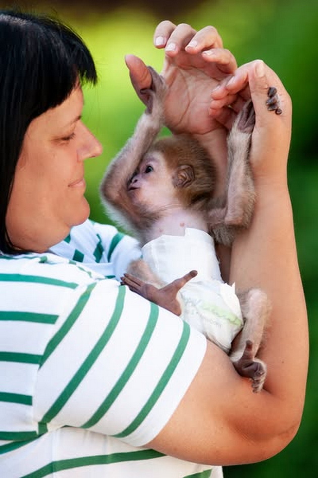 zera-bekirovska-neguvatelka-vo-skopje-zoo-majmunchinjata-so-godini-pametat-koj-se-grizhel-za-niv-koga-bile-mali-08.jpg