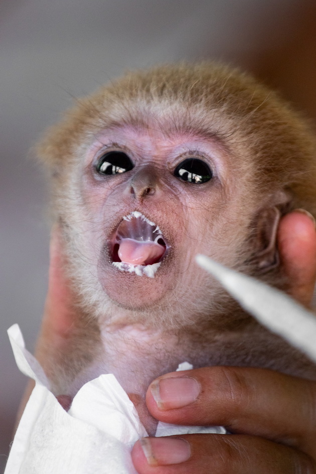zera-bekirovska-neguvatelka-vo-skopje-zoo-majmunchinjata-so-godini-pametat-koj-se-grizhel-za-niv-koga-bile-mali-09.jpg
