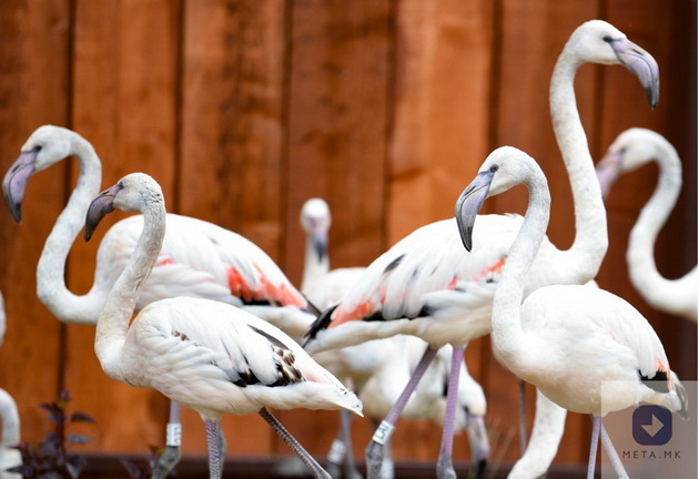 zhivealishteto-na-flamingata-vo-skopje-zoo-i-po-5-godini-izgleda-odlichno-02.jpg