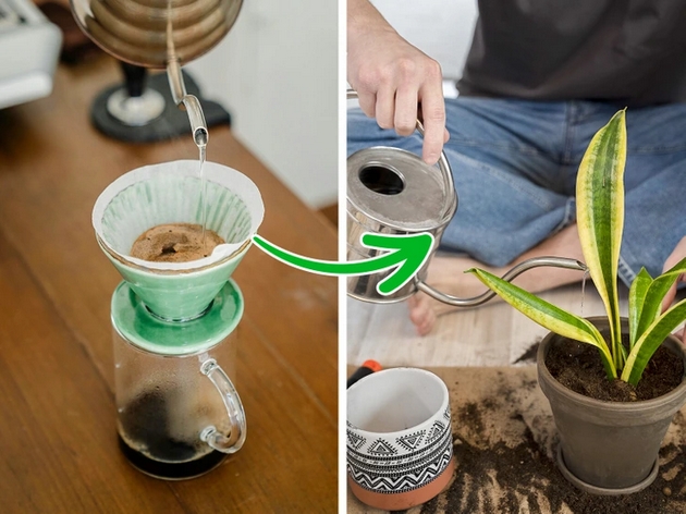 kafe-kako-gjubrivo-luk-za-zashtita-od-insekti-trikovi-za-zdravi-rastenija-so-produkti-shto-gi-imate-doma-02.JPG