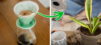 kafe-kako-gjubrivo-luk-za-zashtita-od-insekti-trikovi-za-zdravi-rastenija-so-produkti-shto-gi-imate-doma-povekje.jpg