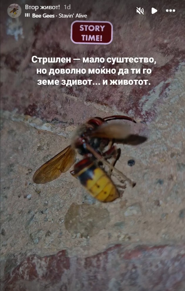 ledenata-makedonka-betika-spodeli-strashno-iskustvo-i-fotki-od-bolnica-zgaznav-na-strshlen-izbegnav-sigurna-smrt-02.jpg